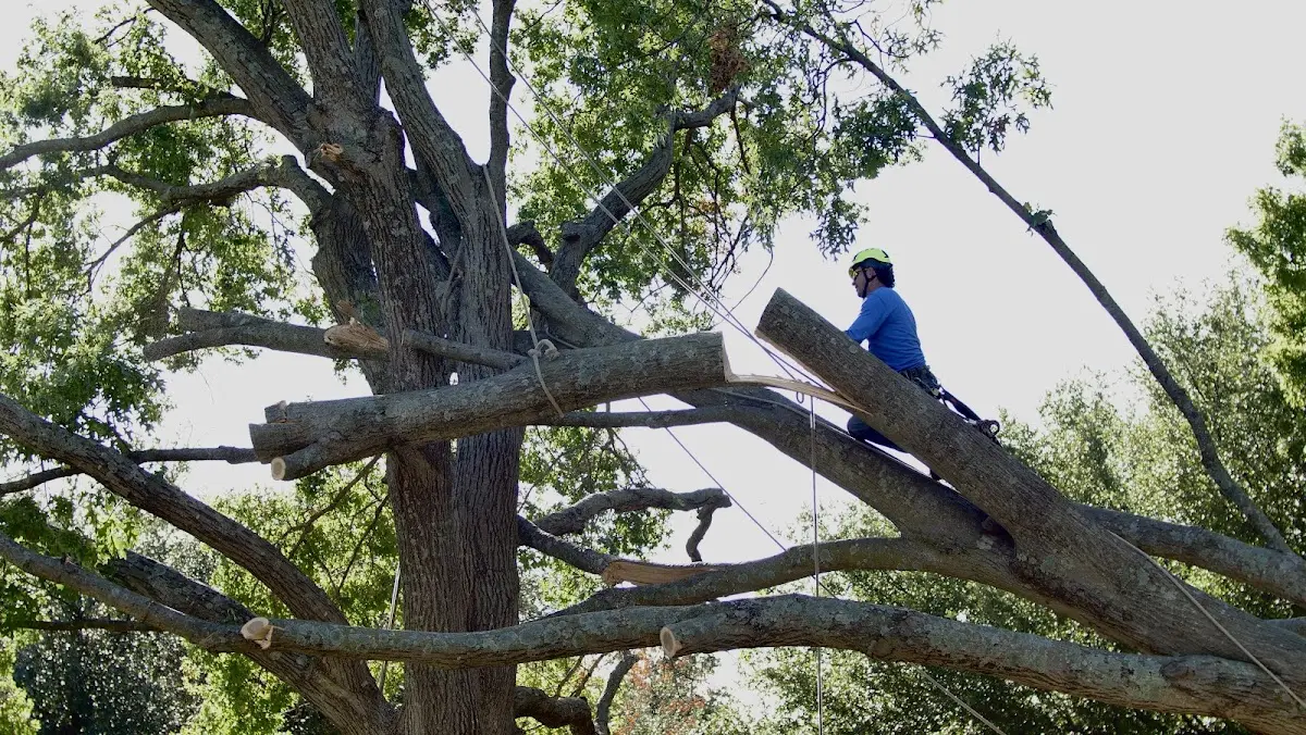 Professional Crown Thinning performed by certified arborists in Bern
