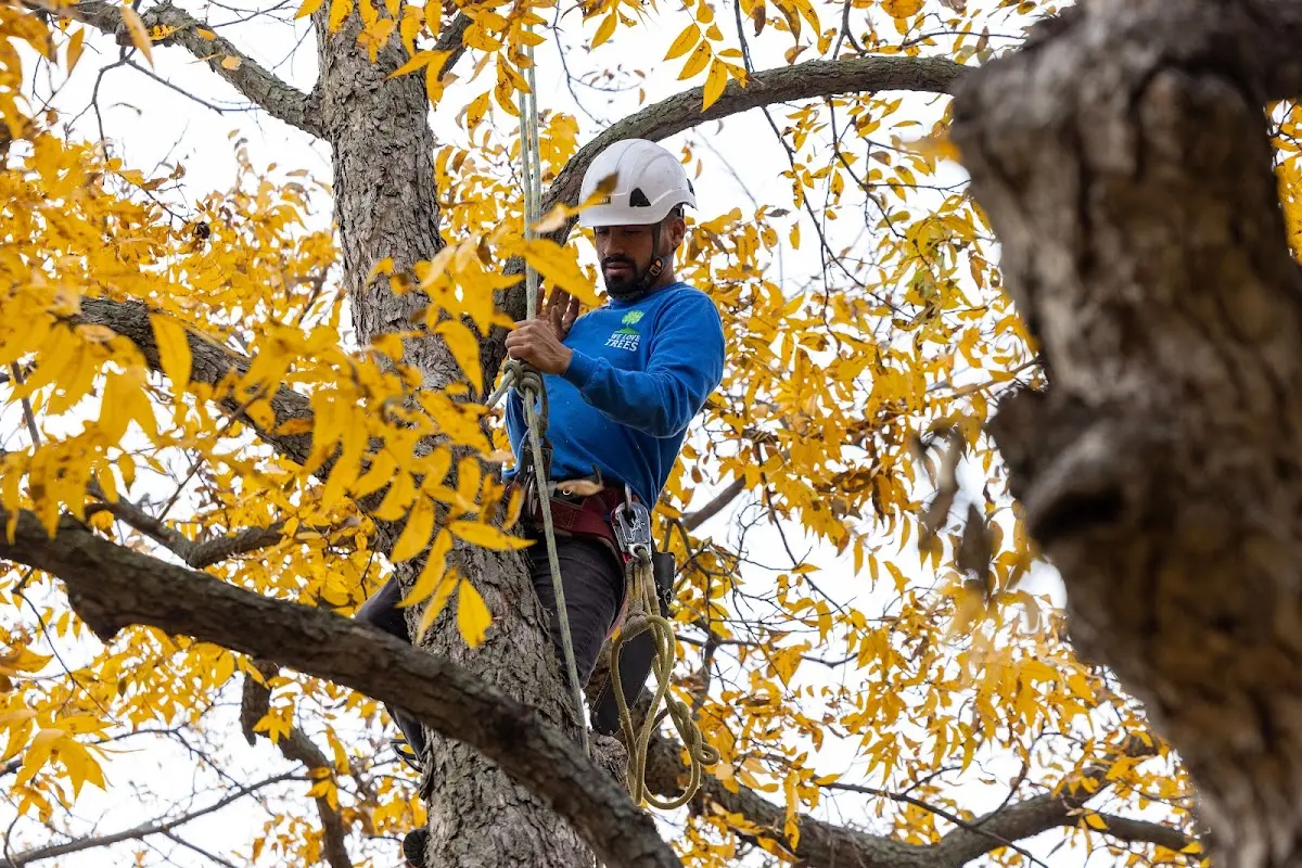 Skilled Tree Planing crew working in Bern